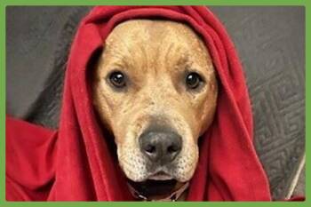 Rescue Pit Bull Terrier Dogs for Adoption in Amherst, Massachusetts - Brandy | PetCurious