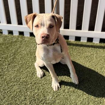 MATHIS -  Pit Bull Terrier Dog for Adoption in Modesto, California - MATHIS | PetCurious