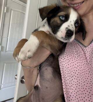 Shepherd Dogs Available for Adoption - Robbie | PetCurious