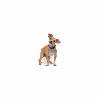 Sandy -  Chihuahua Dog for Adoption in Los Angeles, California - Sandy | PetCurious