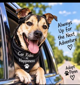 Penn -  German Shepherd Dog and Pit Bull Terrier Dog for Adoption in Cumming, Georgia - Penn | PetCurious