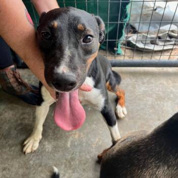 Rubble -  Rat Terrier Dog for Adoption - Rubble | PetCurious