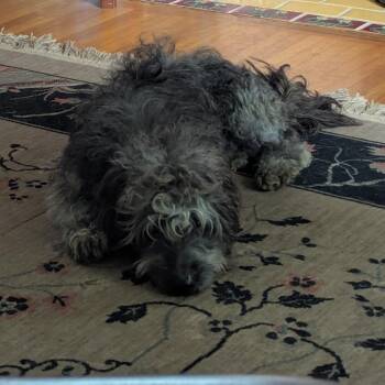 Ralph -  Poodle and Mixed Breed Dog for Adoption in Spokane, Washington - Ralph | PetCurious