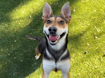 German Shepherd Dog and Mixed Breed Dogs Available for Adoption in Antioch, California - REZZ | PetCurious