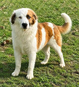 Old English Sheepdog and Saint Bernard Dogs Available for Adoption in New York, New York - Duel  | PetCurious