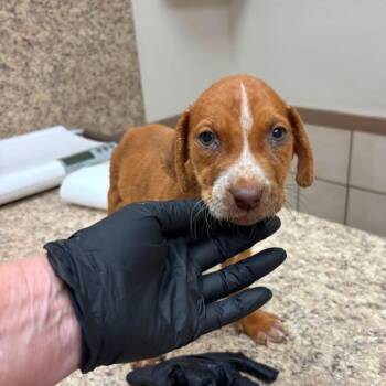 Finnick C808 -  Labrador Retriever and Setter Dog for Adoption in Allen, Texas - Finnick C808 | PetCurious