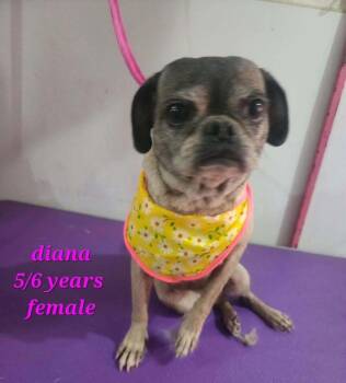 Diana -  Pug Dog for Adoption in Durango, Colorado - Diana | PetCurious