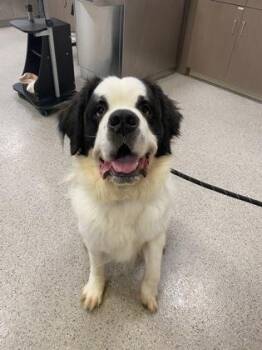 Baby -  Saint Bernard and Mixed Breed Dog for Adoption in Fishers, Indiana - Baby | PetCurious