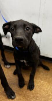 Rescue Retriever and Mixed Breed Dogs for Adoption in Madera, California - Karrie | PetCurious