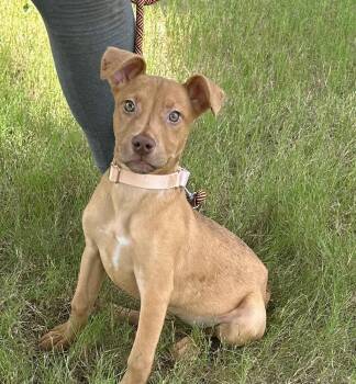 Sweet Pea - Batesville Litter of 3 -  Pit Bull Terrier and Terrier Dog for Adoption in Horn Lake, Mississippi - Sweet Pea - Batesville Litter Of 3 | PetCurious