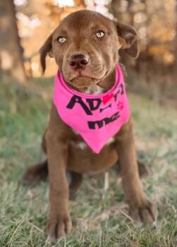 Jazzy -  Shepherd and Mastiff Dog for Adoption in Kingman, Arizona - Jazzy | PetCurious