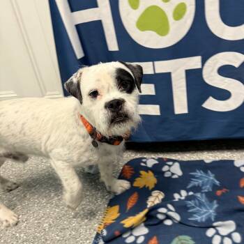 Rescue Terrier Dogs for Adoption in Houston, Texas - Petey | PetCurious