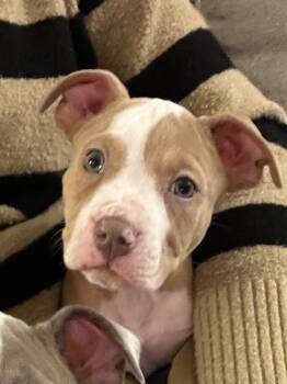 Percy Thrillington -  American Bulldog Dog for Adoption in Plymouth, Michigan - Percy Thrillington | PetCurious