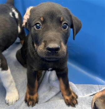 KASSIE -  Mixed Breed Dog for Adoption in Dallas, Texas - KASSIE | PetCurious
