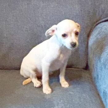 Tulane -  Chihuahua and Mixed Breed Dog for Adoption in Lewisville, Texas - Tulane | PetCurious