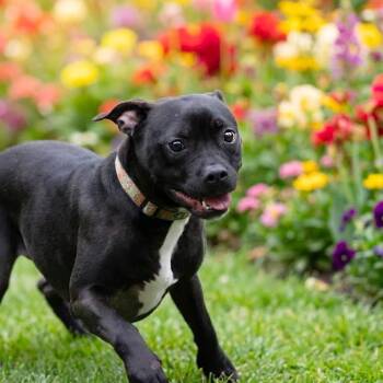Pit Bull Terrier Dogs Available for Adoption in Belleville, Illinois - Tina Marie | PetCurious