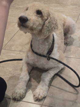 Rescue Standard Poodle Dogs for Adoption in Rosenberg, Texas - Rocky | PetCurious