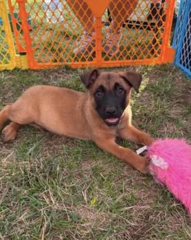 Belgian Shepherd Malinois and German Shepherd Dog Dogs Available for Adoption in Kannapolis, North Carolina - Garrett | PetCurious