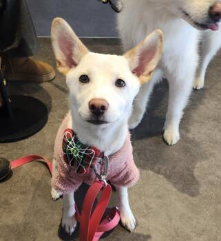 Shiba Inu and Jindo Dogs Available for Adoption - Soy | PetCurious