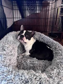 Bulldog and Pit Bull Terrier Dogs Available for Adoption in Shermans Dale, Pennsylvania - Meatball | PetCurious