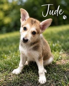 Jude -  Husky Dog for Adoption in Lucas, Texas - Jude | PetCurious