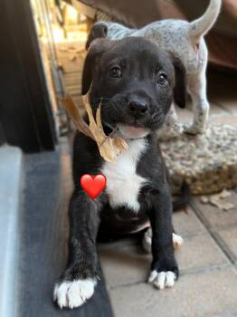 Pit Bull Terrier and Labrador Retriever Dogs Available for Adoption - Bellingham Choco | PetCurious