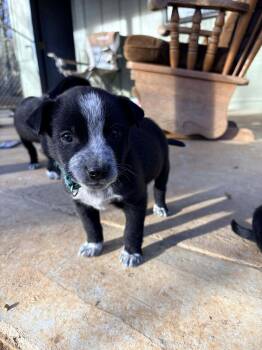 Terrier Dogs Available for Adoption - Charlie | PetCurious