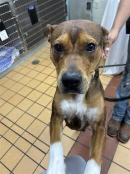 Molly -  Mixed Breed Dog for Adoption in Gainesville, Florida - Molly | PetCurious