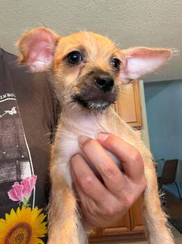 The Bunnies - Cottontail -  Chihuahua and Cairn Terrier Dog for Adoption in Phoenix, Arizona - The Bunnies - Cottontail | PetCurious