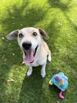 Labrador Retriever and Siberian Husky Dogs Available for Adoption in Daytona Beach, Florida - Lucky - 1 | PetCurious