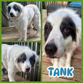 Tank -  Great Pyrenees Dog for Adoption in Ringwood, New Jersey - Tank | PetCurious