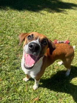 Tony -  Mixed Breed Dog for Adoption in Wilmington, North Carolina - Tony | PetCurious