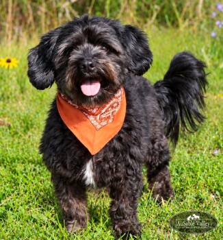 Petey -  Mixed Breed Dog for Adoption in Grayling, Michigan - Petey | PetCurious