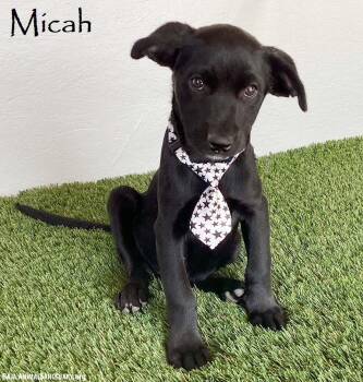 Micah -  Black Labrador Retriever Dog for Adoption in San Diego, California - Micah | PetCurious