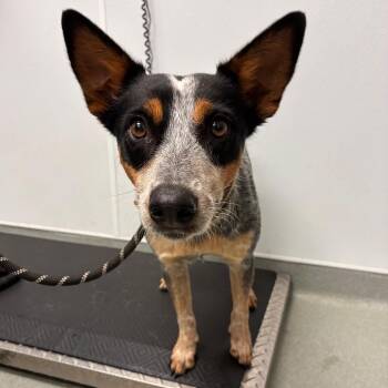 Shelley -  Australian Cattle Dog Blue Heeler Dog for Adoption in Abilene, Texas - Shelley | PetCurious