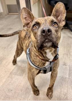 Harper -  French Bulldog and Terrier Dog for Adoption in Wrightwood, California - Harper | PetCurious