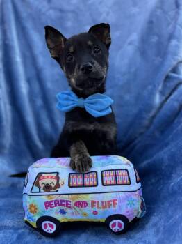 German Shepherd Dog and Australian Kelpie Dogs Available for Adoption - Knox Galaxy  | PetCurious