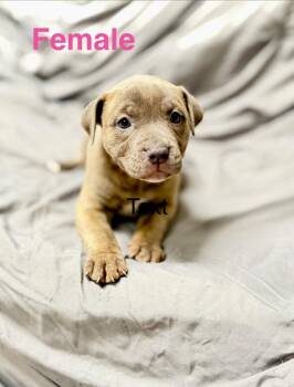 Genny pup1 -  Mastiff and Mixed Breed Dog for Adoption in Muskegon, Michigan - Genny Pup1 | PetCurious