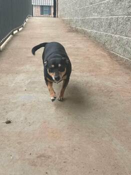 Lilbit -  Chiweenie Dog for Adoption in Cookeville, Tennessee - Lilbit | PetCurious