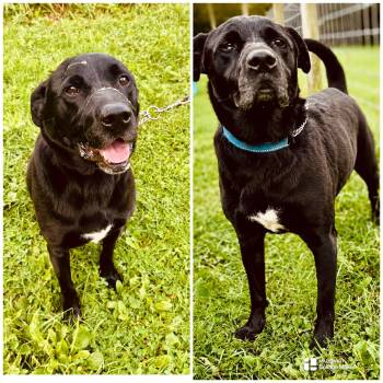 SHORTY -  Retriever Dog for Adoption in Coudersport, Pennsylvania - SHORTY | PetCurious