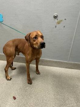 COPPERFIELD -  Rhodesian Ridgeback Dog for Adoption in Las Vegas, Nevada - COPPERFIELD | PetCurious