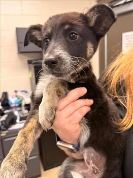Border Collie and Mixed Breed Dogs Available for Adoption - OLIVIA | PetCurious