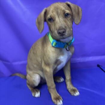 Tick -  Bluetick Coonhound and Catahoula Leopard Dog Dog for Adoption in North Myrtle Beach, South Carolina - Tick | PetCurious