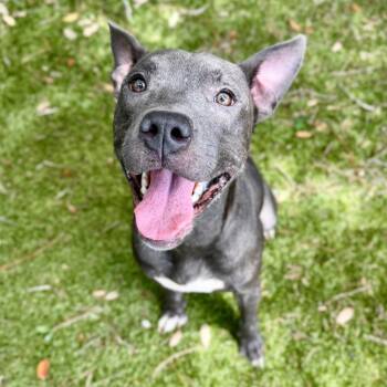 Ace -  Mixed Breed Dog for Adoption in Milton, Florida - Ace | PetCurious