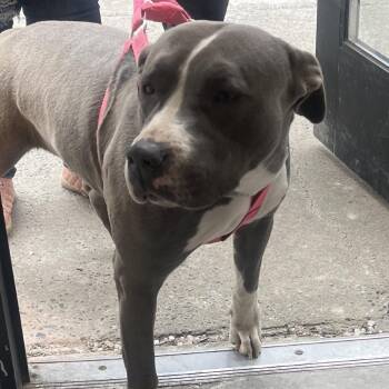 Pit Bull Terrier Dogs Available for Adoption - Sky | PetCurious