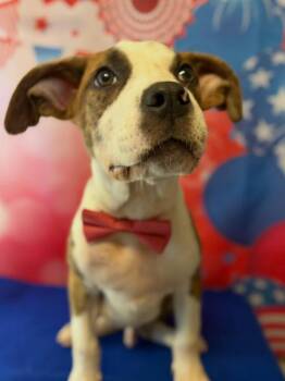 Wilbur -  Pit Bull Terrier Dog for Adoption in Barnhart, Missouri - Wilbur | PetCurious