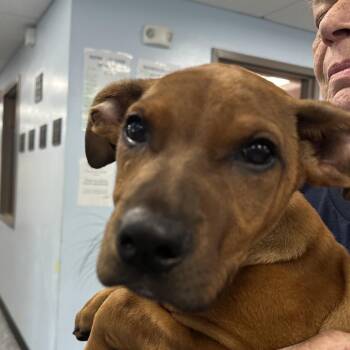 Scooby Doo -  Mixed Breed Dog for Adoption in Binghamton, New York - Scooby Doo | PetCurious