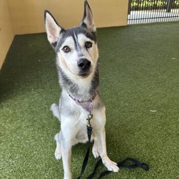 Siberian Husky Dogs Available for Adoption in West Palm Beach, Florida - Ama Terasu | PetCurious