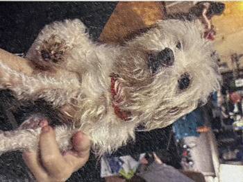Pico -  Maltese Dog for Adoption in Houston, Texas - Pico | PetCurious