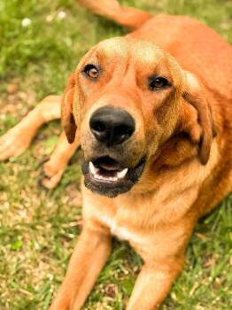 Hank-Transport -  Bloodhound Dog for Adoption in Gradyville, Kentucky - Hank-Transport | PetCurious